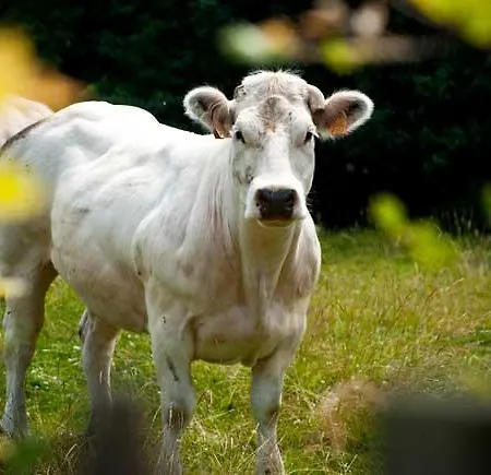 Le Loft Vakantiehuis *